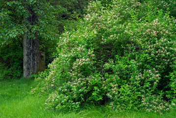 Bush honeysuckle in bloom in spring in yard.