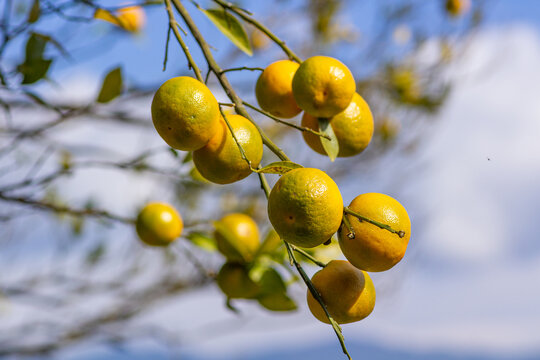 Orange orchards in Mirik, West Bengal