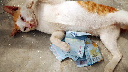 Orange white village cat with fifty thousand rupiah banknote, cement floor background