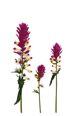 Bulgarian purple wild flowers on white background vector illustration 