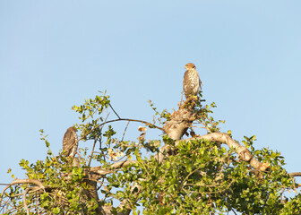Adult pair, male and female Cooper’s Hawks perched in the top of a recently pruned Oak tree, searching for prey.