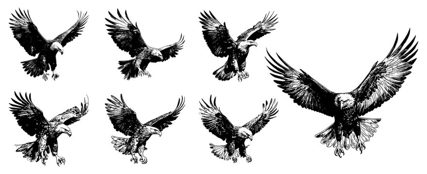 set of silhouettes of eagles flying. sketch style vector. isolated background