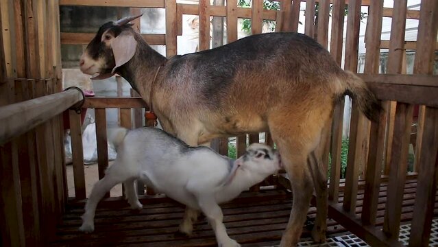 Capra aegagrus hircus, a cute baby goat, suckling its mother, very cute
