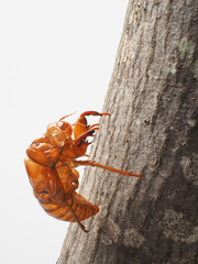 セミの抜け殻　白バックイメージ