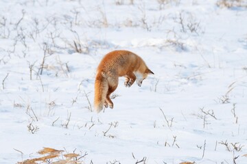 雪の下の獲物めがけてジャンプするキタキツネ_2