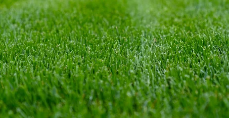 Abwaschbare Fototapete Grün Close-up green grass, natural greenery texture of lawn garden. Stripes after mowing lawn court. Lawn for training football pitch, Golf Courses.