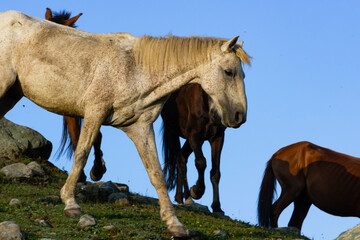 Mules mode of transportation in Himalayas