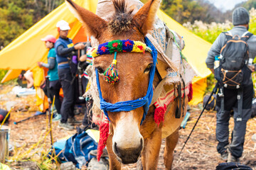 Mules mode of transportation in Himalayas
