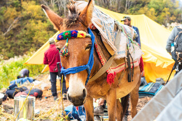 Naklejka premium Mules mode of transportation in Himalayas