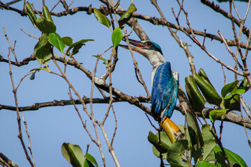 Collared kingfisher, Mangrove kingfisher ; (Todiramphus chloris) blue color bird is perching on branch of mangrove tree with blue tree background, Koh yao , Thailand