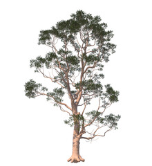 Eucalyptus Citriodora, Corymbia citriodora, lemon-scented gum, citron scented gum, citron-scented gum, lemon gum, lemon scented gum, lemonscented gum, spotted gum, lemon eucalyptus, light for daylight