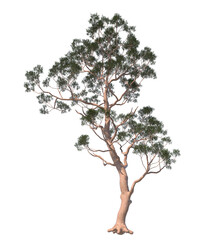 Eucalyptus Citriodora, Corymbia citriodora, lemon-scented gum, citron scented gum, citron-scented gum, lemon gum, lemon scented gum, lemonscented gum, spotted gum, lemon eucalyptus, light for daylight