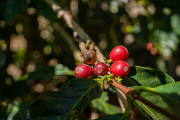 Red raw coffee beans when harvest season. The photo is suitable to use for coffee shop poster, background and content media.