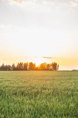 Fototapeta na wymiar Green wheat on the field with beautiful sunset sky. Selective focus. Shallow depth of field.