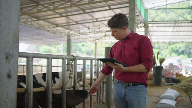 Tired male dairy farm farmer in red shirt using his computer tablet to check on his livestock status at his farm