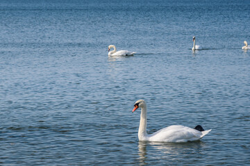 Flock of white swans in the calm water of the Baltic Sea at Vistula Spit. Baltiysk. Russia
