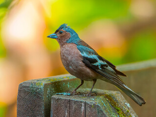 Male chaffinch on a wooden fence. Close-up portrait of bird