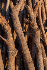 Lot of firewood on the mountain forest when sun rise coming. The photo is suitable to use for textured background and environmental poster content media.
