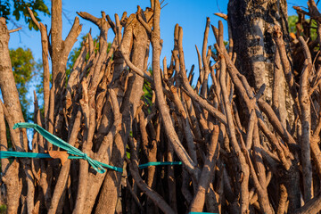 Lot of firewood on the mountain forest when sun rise coming. The photo is suitable to use for textured background and environmental poster content media.