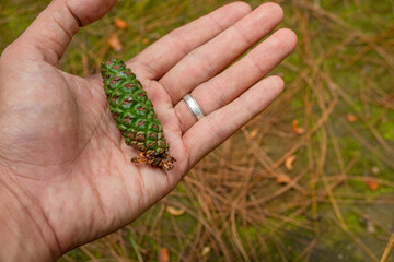 Naklejka na ściany i meble Man hold Green Pinus sylvestris fruit on the pine forest camping ground. The photo is suitable to use botanical content media, environmental poster and nature background.