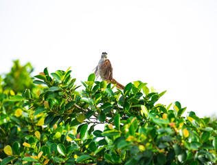 The Red-whiskered Bulbul of chicks sits the blooming white branches of a banyan tree