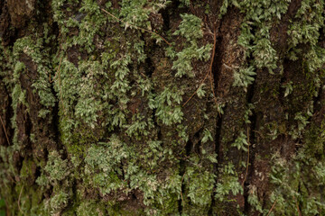 Surface and texture tree trunk with mossy on tropical forest Indonesia. The photo is suitable to use for nature background, botanical poster and advertising.