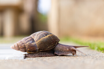 snail on the road