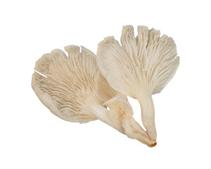 oyster mushrooms with natural pattern isolated