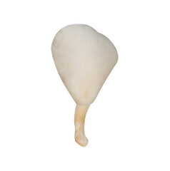 Piece of white oyster mushroom isolated