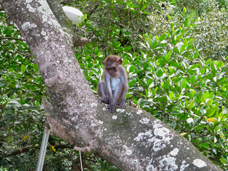 Monkey in the jungle. A small monkey is sitting on a tree branch among green leaves in a tropical rain forest.