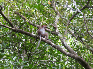 Monkey in the jungle. A small monkey is sitting on a tree branch among green leaves in a tropical rain forest.