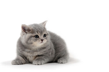 Purebred gray kitten on a white isolated background
