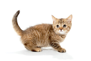 ginger purebred kitten sits on an isolated white background