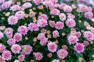 Blooming flowers in a garden