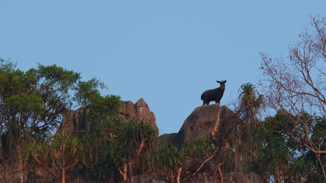 Camera zooms out this lovely scenery of the Mailand Serow during the morning, Capricornis sumatraensis maritimus, Thailand.