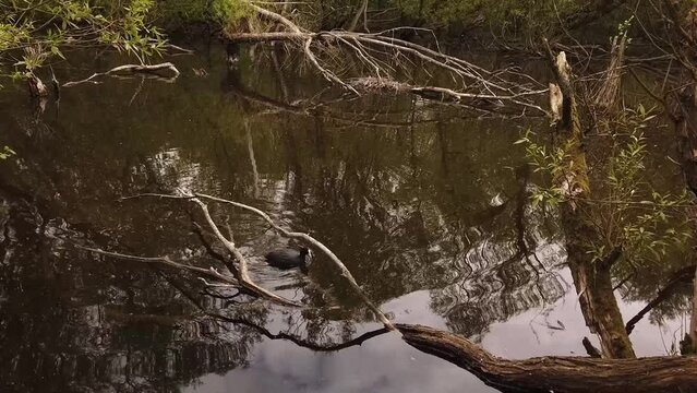 Coot with white front sheild swimming about on a pond surrounded by trees reflected in the water