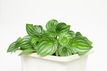 Peperomia Watermelon (Peperomia argyreia) in the white pot under sunlight, originated from South American rainforest