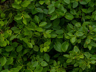 Green bush of blueberries. Healthy organic food - wild blueberries, Vaccinium Myrtillus, growing in forest. Photo of green background in the forest on summer day. Selective focus.