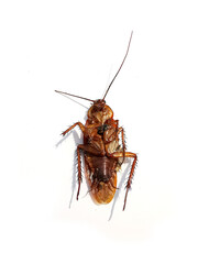 Dead cockroaches on white background1