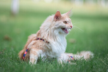 Naklejka na ściany i meble Portrait of a beautiful purebred Maine Coon cat in the park on the grass.