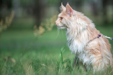 Portrait of a beautiful purebred Maine Coon cat in the park on the grass.