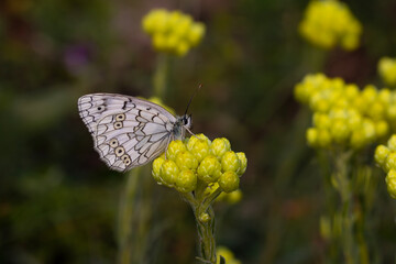white big butterfly, Esper’s Marbled White, Melanargia russiae