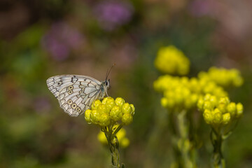 white big butterfly, Esper’s Marbled White, Melanargia russiae