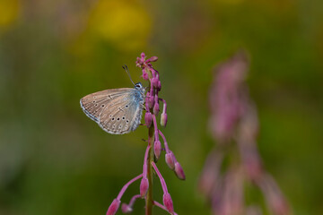 little blue butterfly, Mountain Alcon Blue, Phengaris rebeli