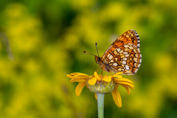 orange butterfly on yellow flower, False-heath Fritillary, Melitaea irka