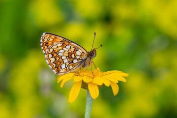 orange butterfly on yellow flower, False-heath Fritillary, Melitaea irka