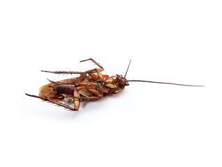 Dead cockroaches on white background3