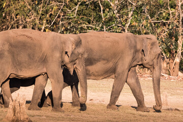 Elephants in Kabini reserve forest, Karnataka