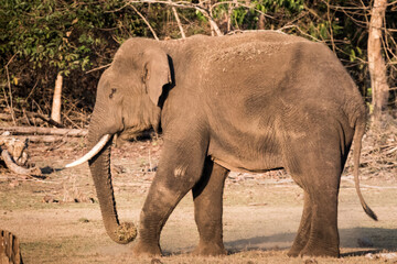 Elephants in Kabini reserve forest, Karnataka
