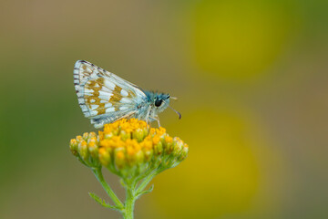 tiny butterfly on yellow flower